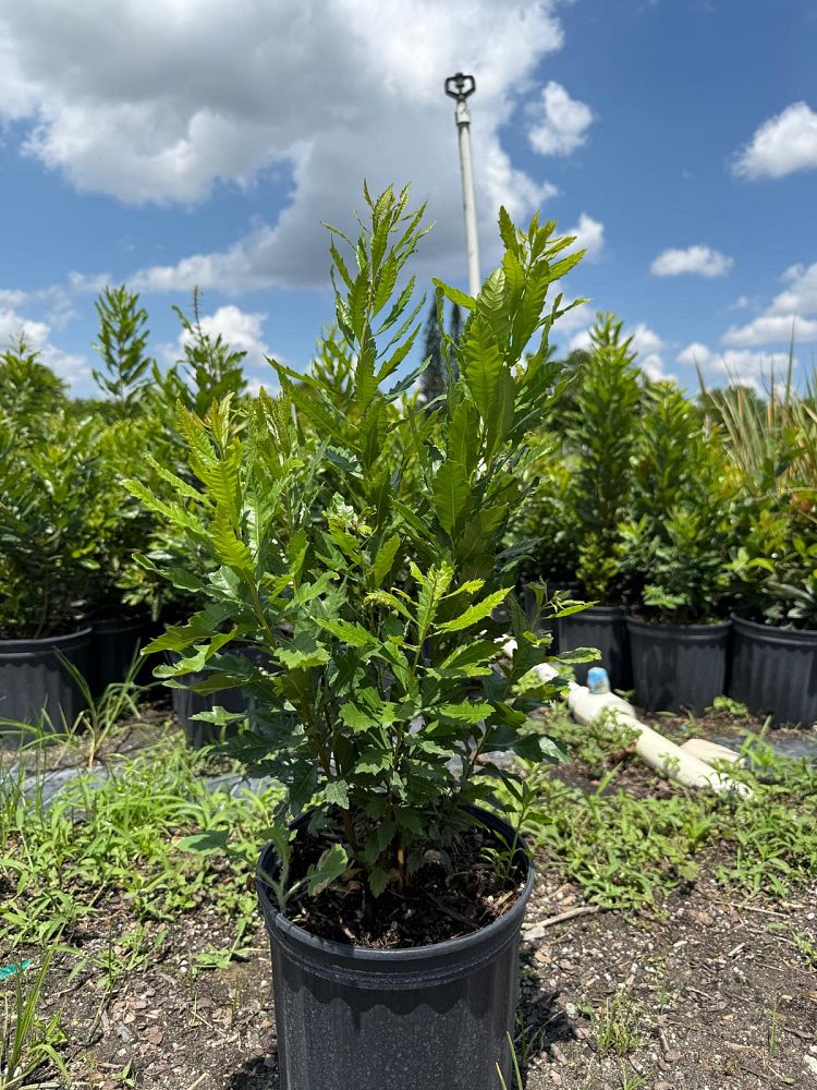 myrica-californica-pacific-wax-myrtle-california-wax-myrtle-morella-californica