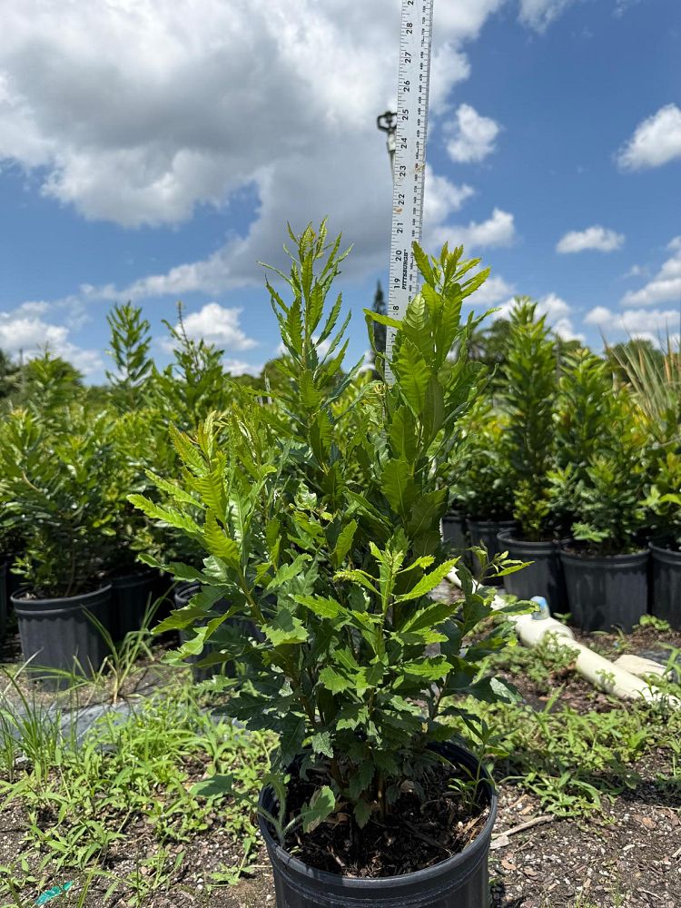 myrica-californica-pacific-wax-myrtle-california-wax-myrtle-morella-californica