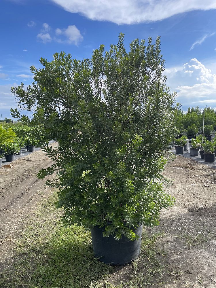 myrica-californica-pacific-wax-myrtle-california-wax-myrtle-morella-californica