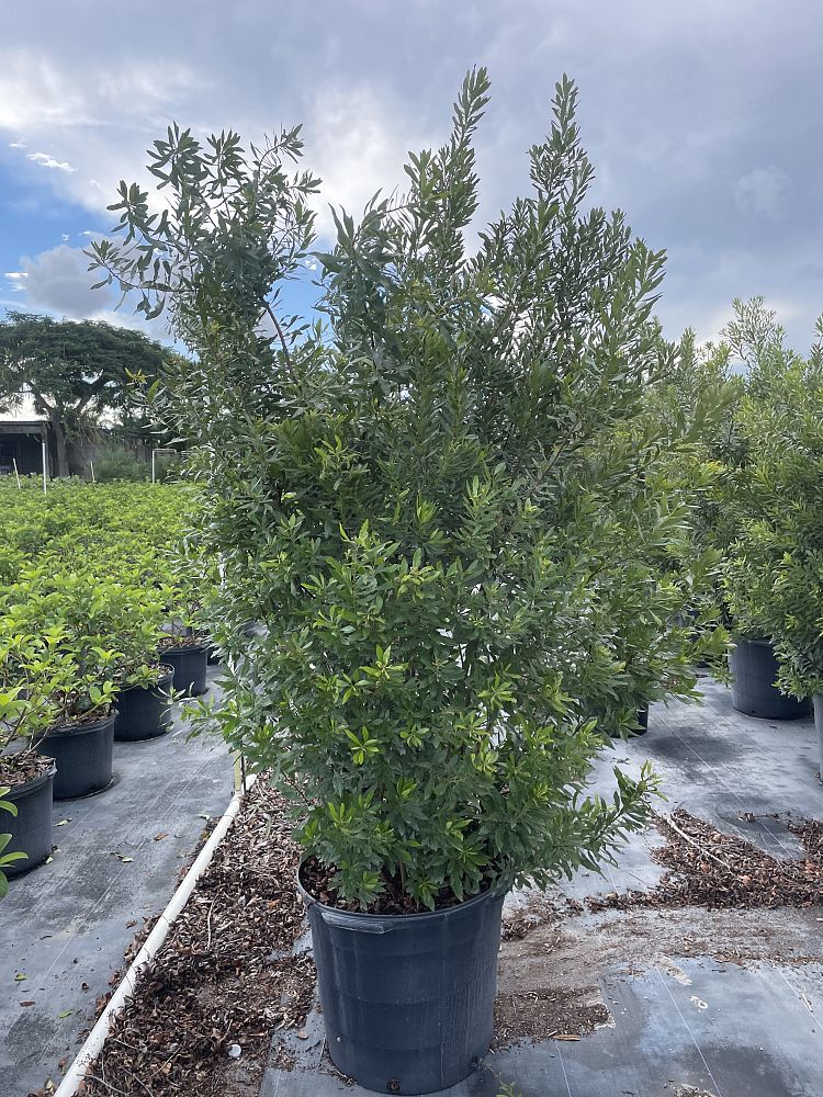 myrica-californica-pacific-wax-myrtle-california-wax-myrtle-morella-californica