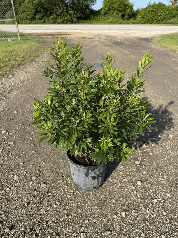 myrica-californica-pacific-wax-myrtle-california-wax-myrtle-morella-californica