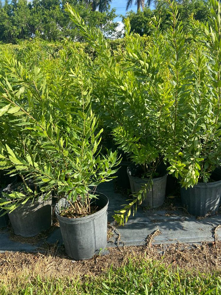 myrica-cerifera-augusta-green-southern-wax-myrtle-southern-bayberry