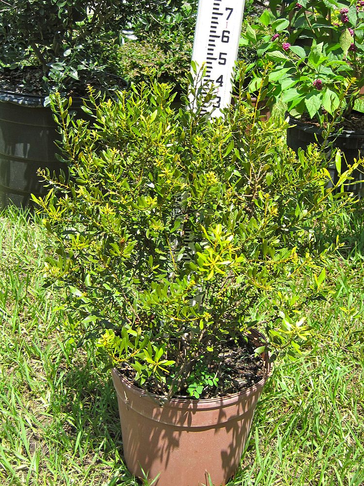 myrica-cerifera-don-s-dwarf-southern-wax-myrtle-southern-bayberry
