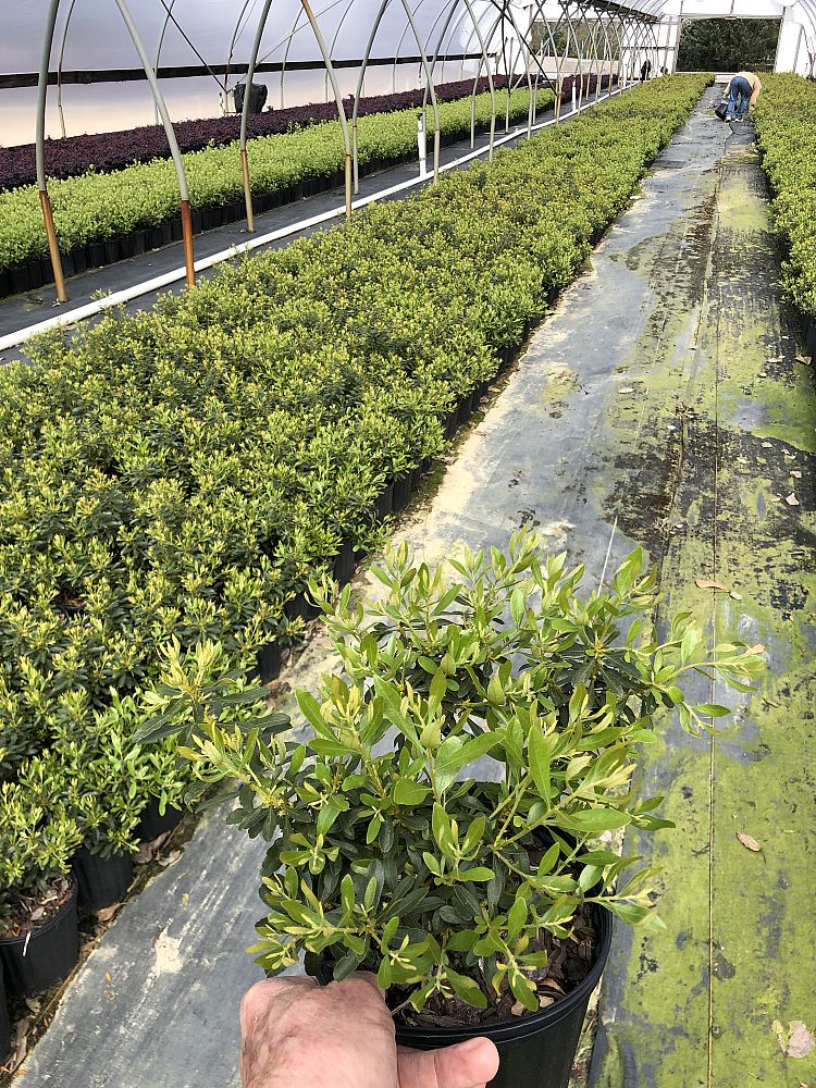 myrica-cerifera-don-s-dwarf-southern-wax-myrtle-southern-bayberry