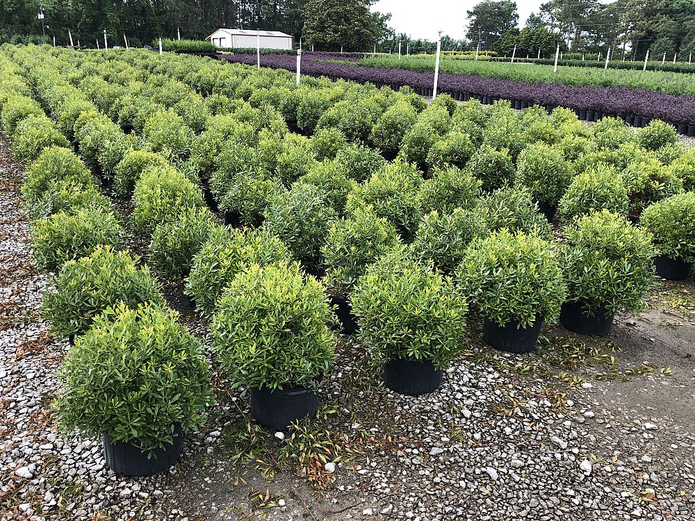 myrica-cerifera-don-s-dwarf-southern-wax-myrtle-southern-bayberry