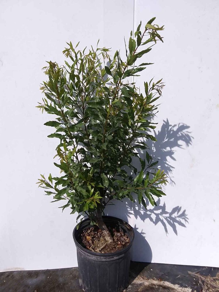 myrica-cerifera-don-s-dwarf-southern-wax-myrtle-southern-bayberry