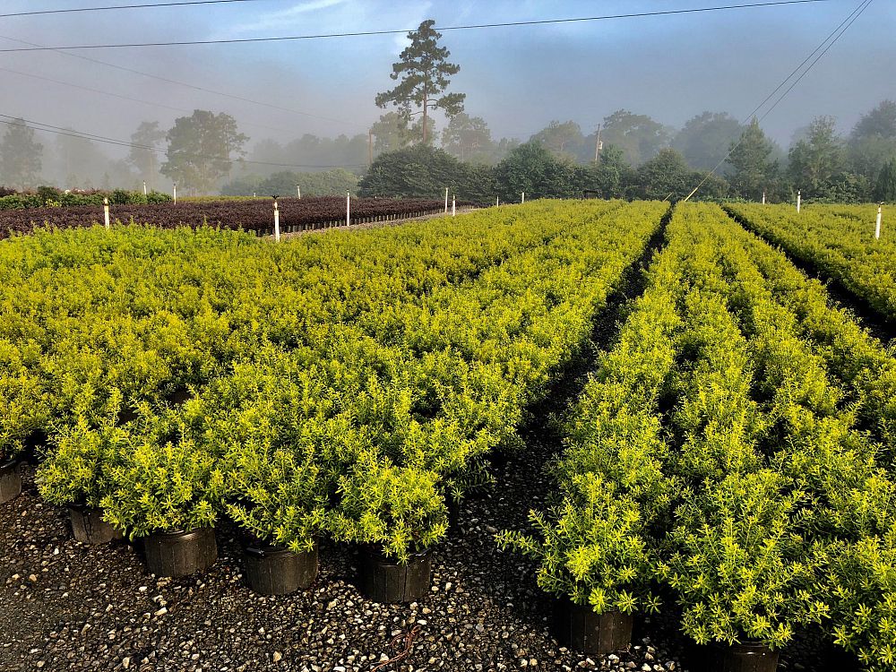 myrica-cerifera-don-s-dwarf-southern-wax-myrtle-southern-bayberry