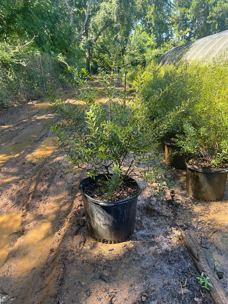 myrica-cerifera-don-s-dwarf-southern-wax-myrtle-southern-bayberry