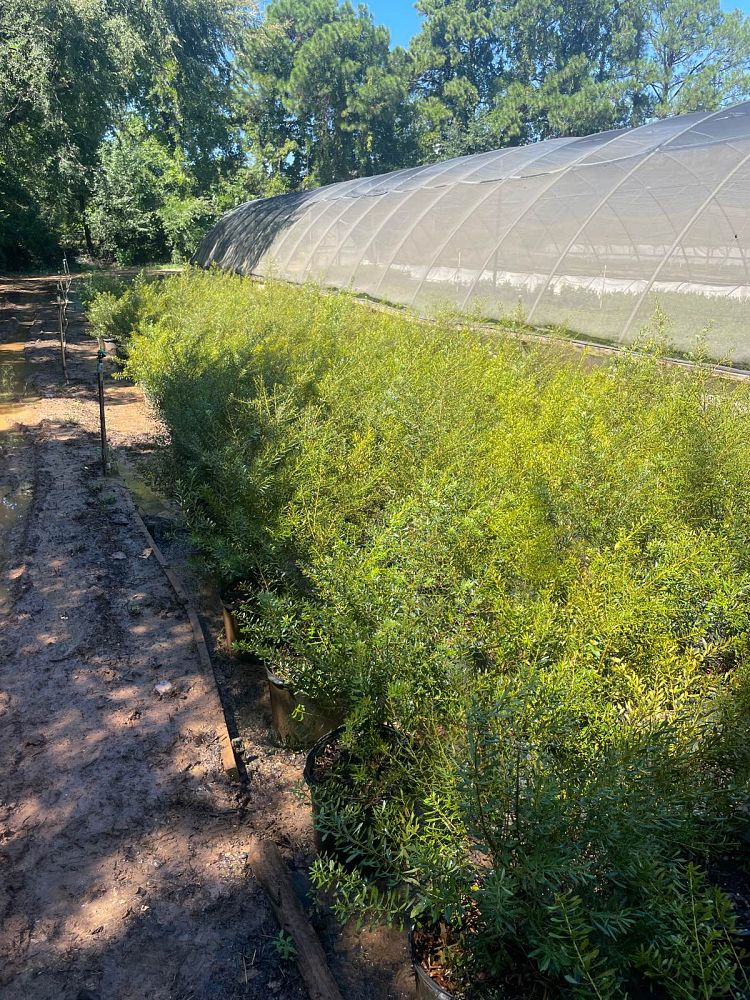 myrica-cerifera-don-s-dwarf-southern-wax-myrtle-southern-bayberry