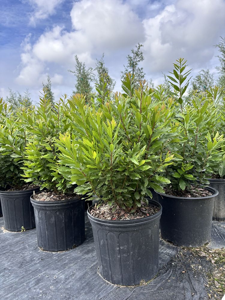 myrica-cerifera-don-s-dwarf-southern-wax-myrtle-southern-bayberry