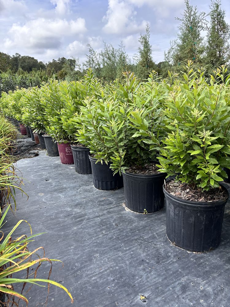 myrica-cerifera-don-s-dwarf-southern-wax-myrtle-southern-bayberry