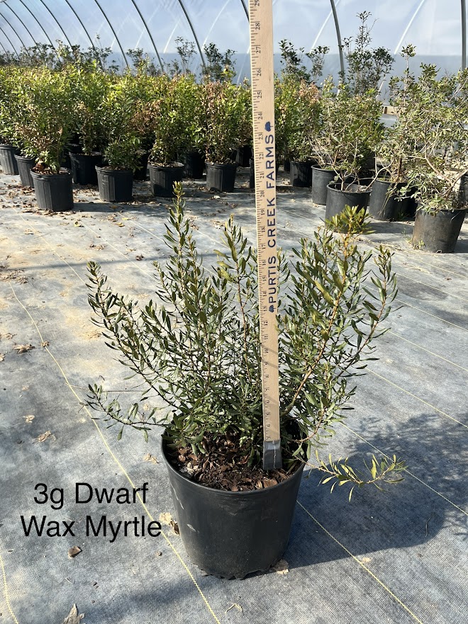 myrica-cerifera-don-s-dwarf-southern-wax-myrtle-southern-bayberry