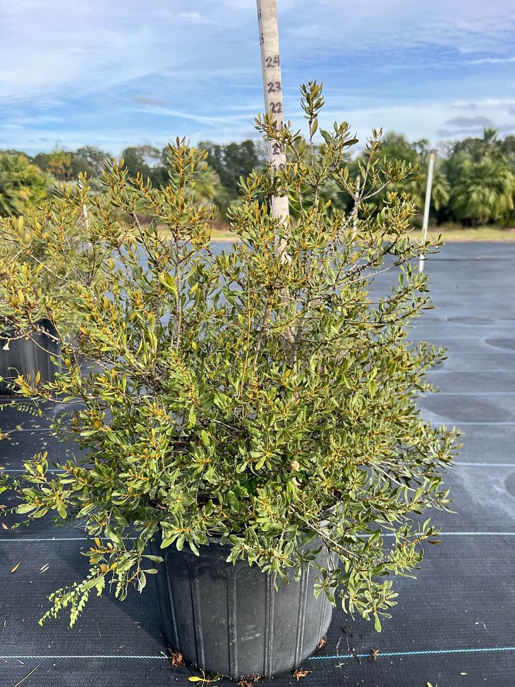 myrica-cerifera-don-s-dwarf-southern-wax-myrtle-southern-bayberry