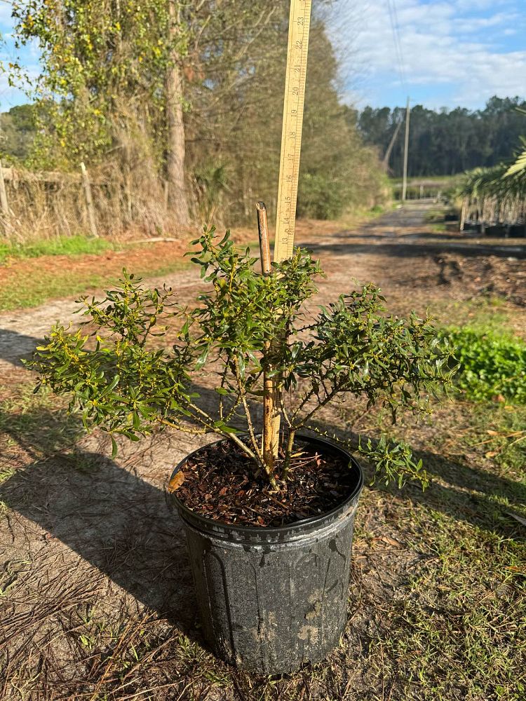 myrica-cerifera-don-s-dwarf-southern-wax-myrtle-southern-bayberry