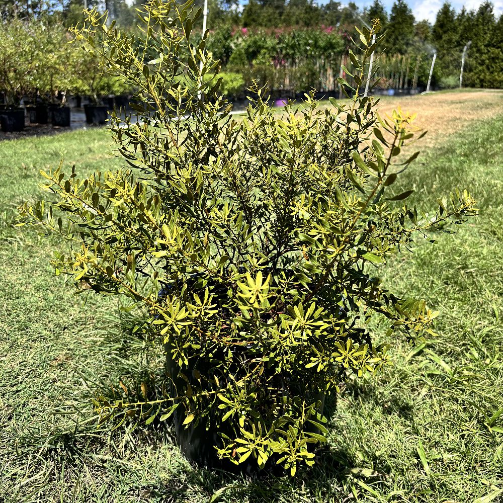 myrica-cerifera-don-s-dwarf-southern-wax-myrtle-southern-bayberry