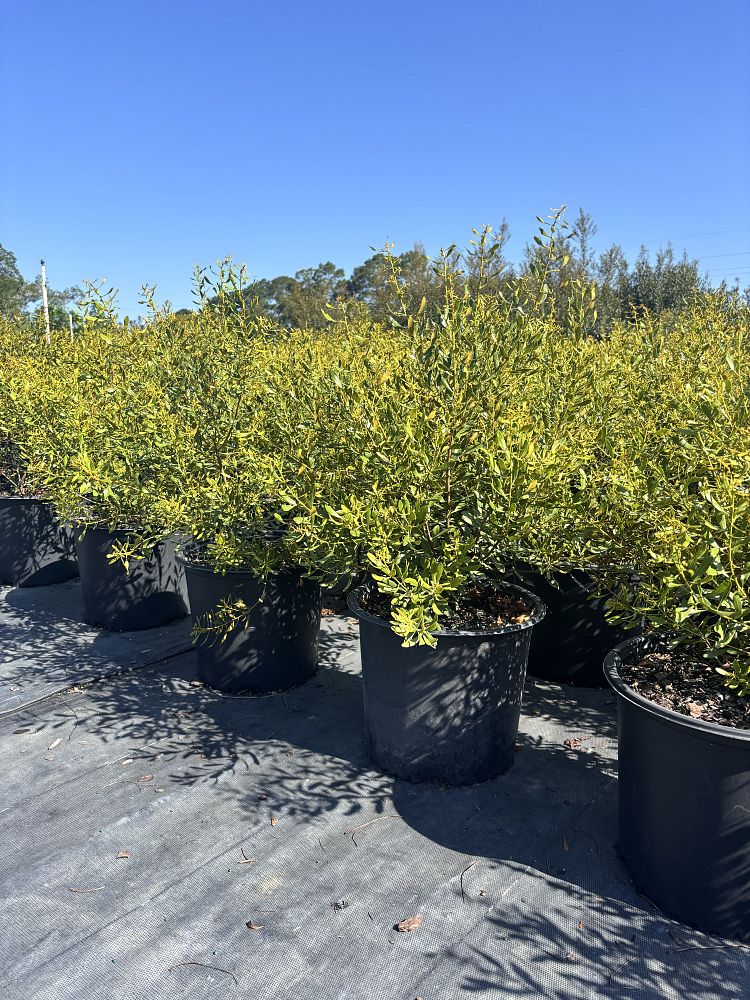 myrica-cerifera-don-s-dwarf-southern-wax-myrtle-southern-bayberry