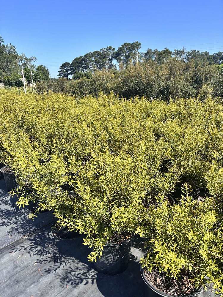 myrica-cerifera-don-s-dwarf-southern-wax-myrtle-southern-bayberry