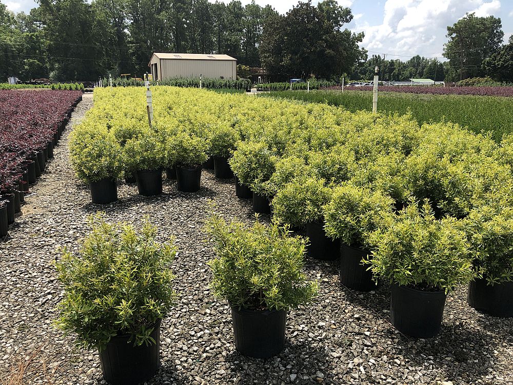 myrica-cerifera-fairfax-southern-wax-myrtle-compacta-southern-bayberry