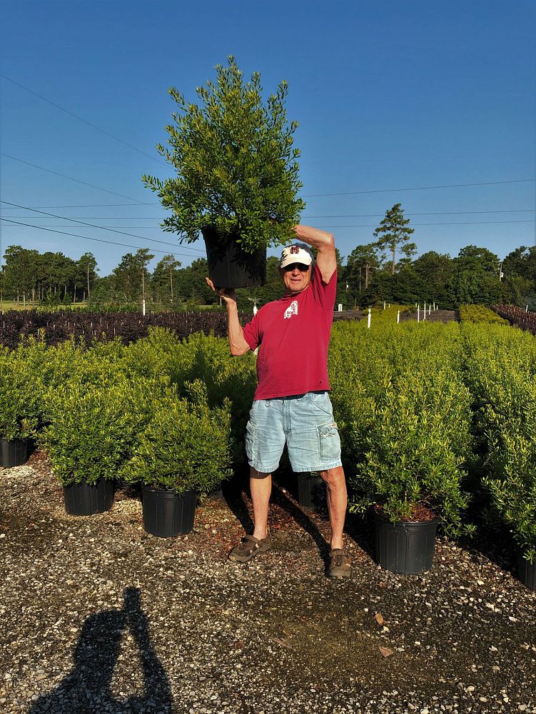 myrica-cerifera-fairfax-southern-wax-myrtle-compacta-southern-bayberry