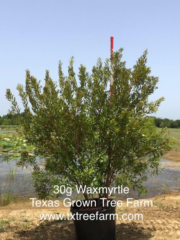 myrica-cerifera-fairfax-southern-wax-myrtle-compacta-southern-bayberry