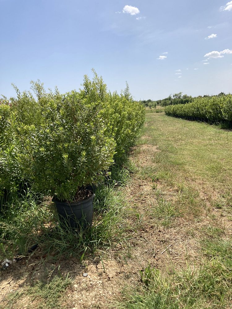 myrica-cerifera-fairfax-southern-wax-myrtle-compacta-southern-bayberry