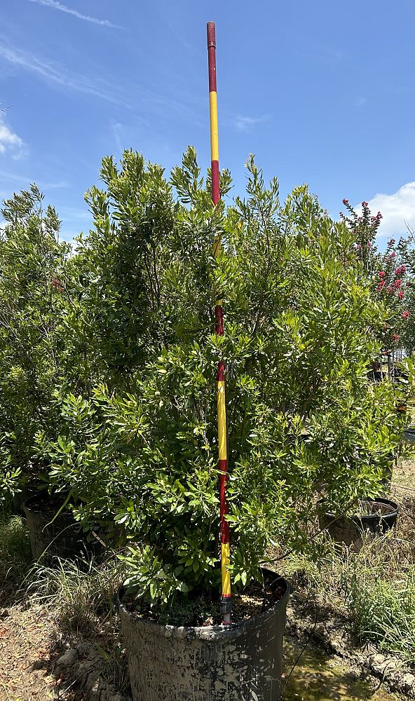 myrica-cerifera-fairfax-southern-wax-myrtle-compacta-southern-bayberry