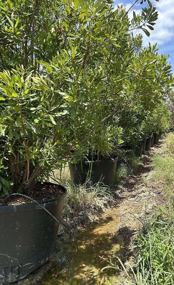 myrica-cerifera-fairfax-southern-wax-myrtle-compacta-southern-bayberry