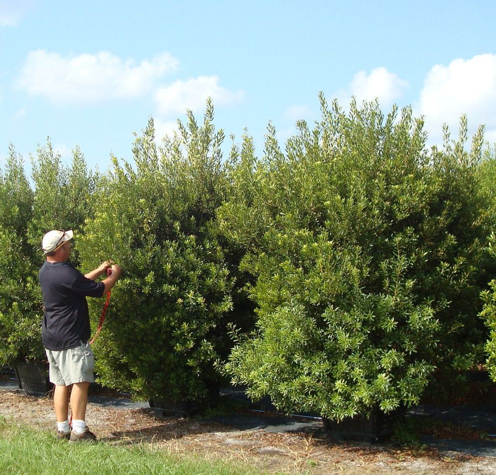 myrica-cerifera-southern-wax-myrtle-southern-bayberry-morella-cerifera