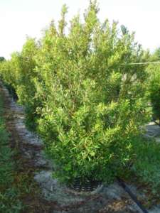 myrica-cerifera-southern-wax-myrtle-southern-bayberry-morella-cerifera
