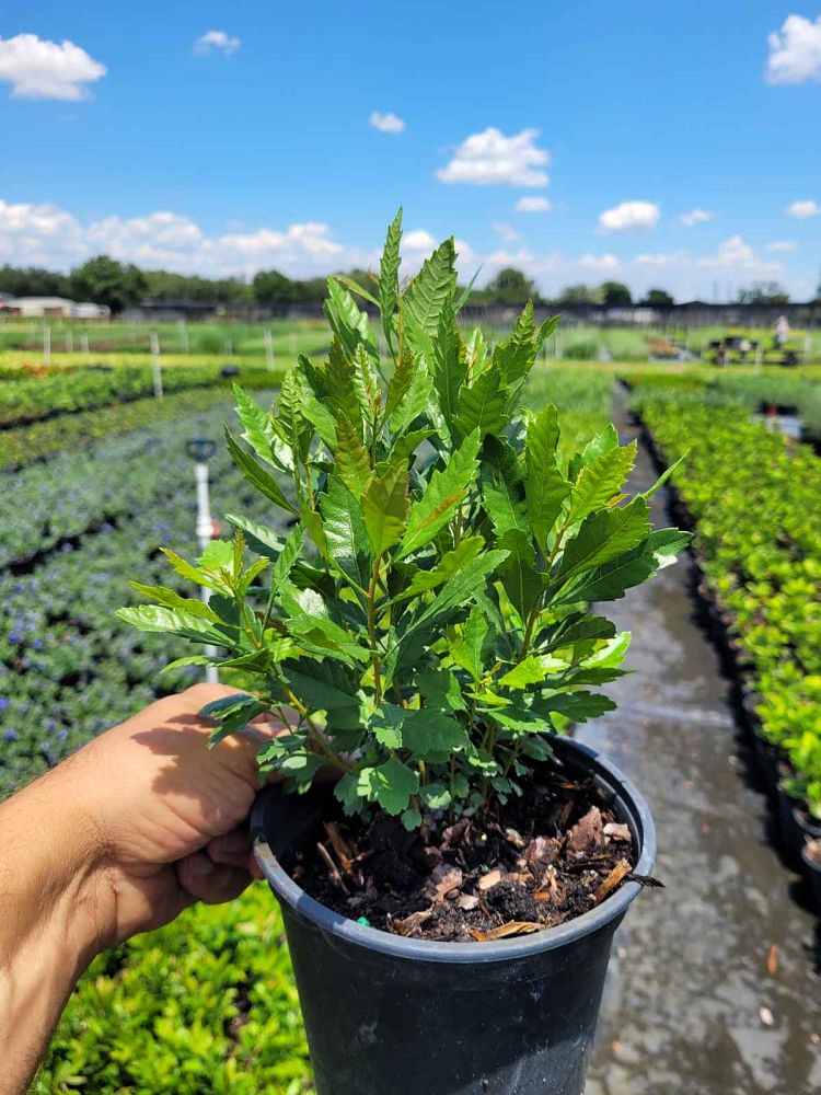 myrica-cerifera-southern-wax-myrtle-southern-bayberry-morella-cerifera