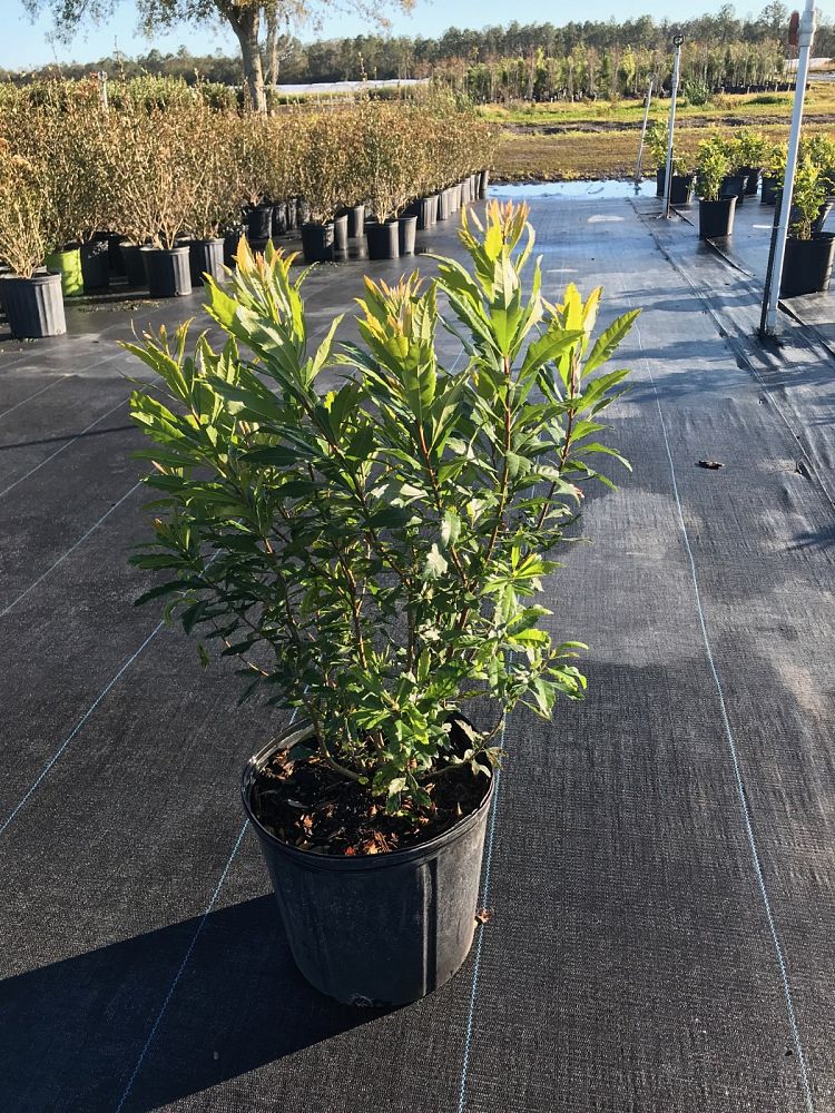 myrica-cerifera-southern-wax-myrtle-southern-bayberry-morella-cerifera