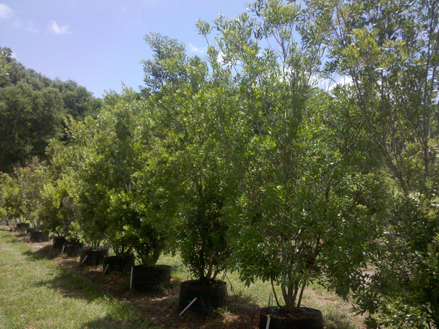 myrica-cerifera-southern-wax-myrtle-southern-bayberry-morella-cerifera