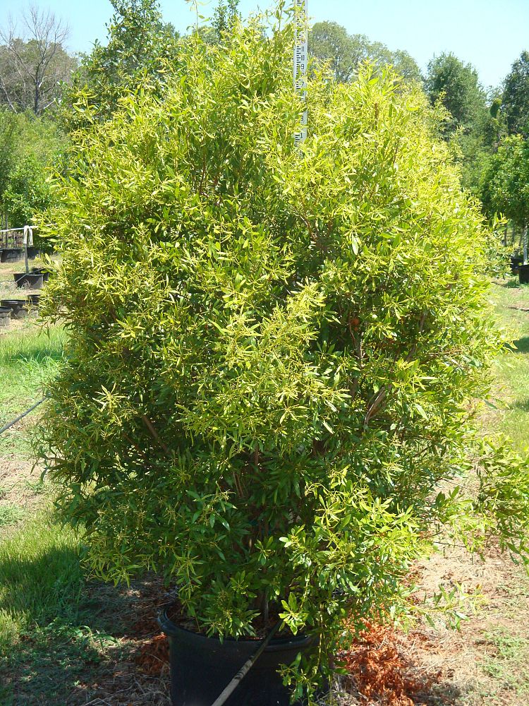 myrica-cerifera-southern-wax-myrtle-southern-bayberry-morella-cerifera