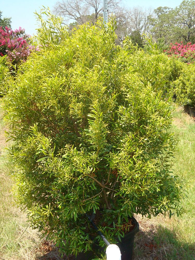 myrica-cerifera-southern-wax-myrtle-southern-bayberry-morella-cerifera