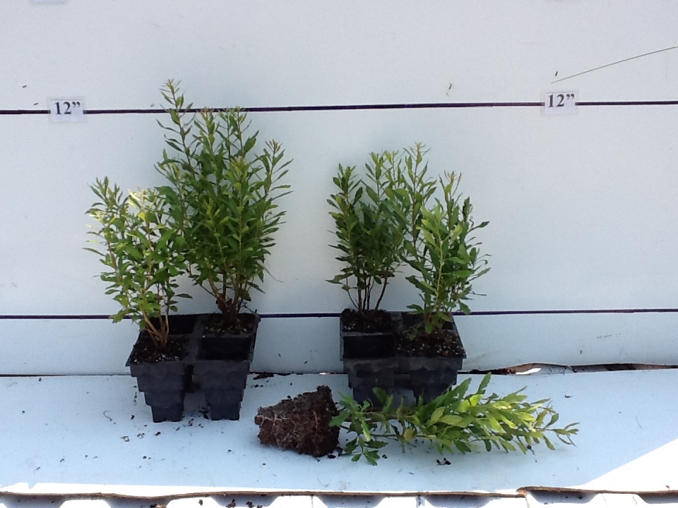 myrica-cerifera-southern-wax-myrtle-southern-bayberry-morella-cerifera
