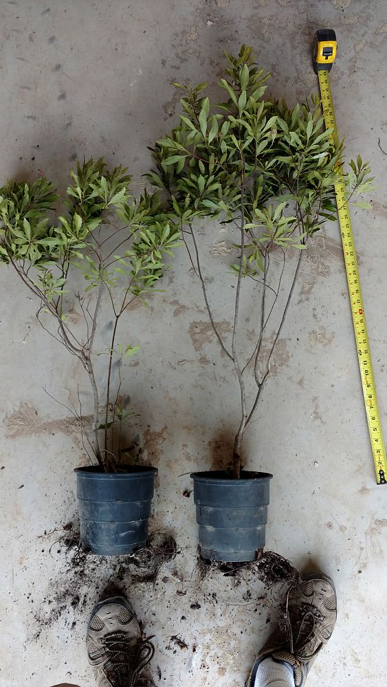myrica-cerifera-southern-wax-myrtle-southern-bayberry-morella-cerifera