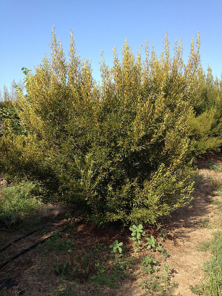 myrica-cerifera-southern-wax-myrtle-southern-bayberry-morella-cerifera