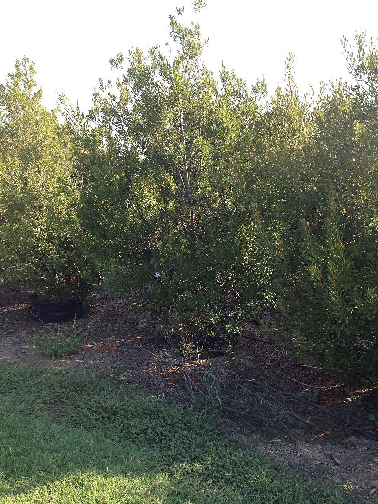 myrica-cerifera-southern-wax-myrtle-southern-bayberry-morella-cerifera