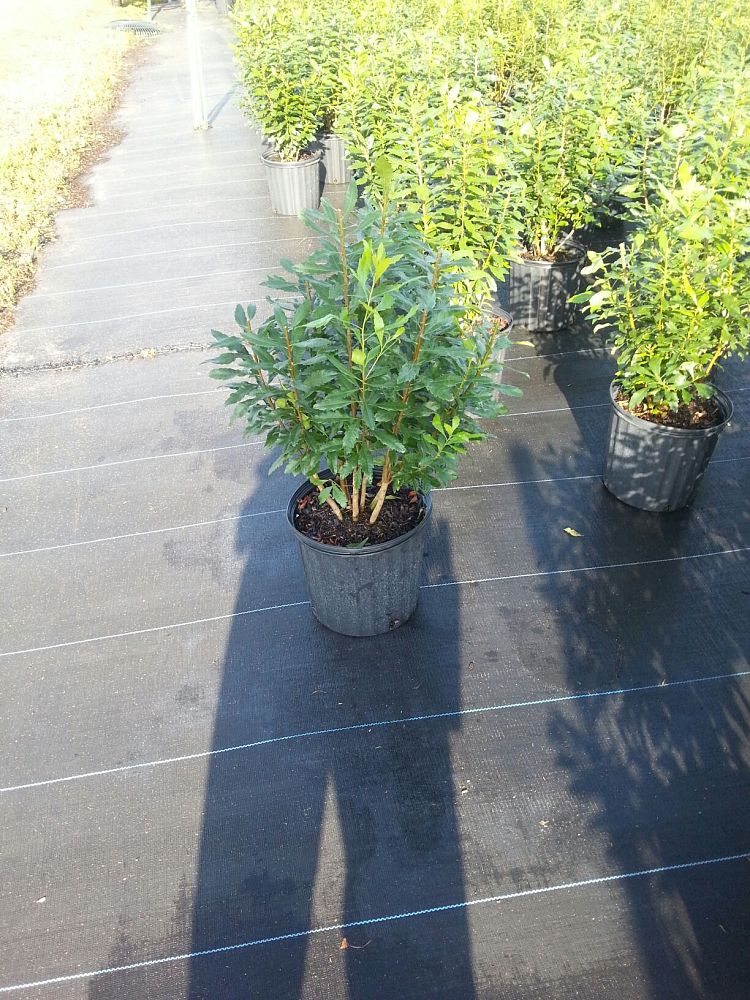 myrica-cerifera-southern-wax-myrtle-southern-bayberry-morella-cerifera