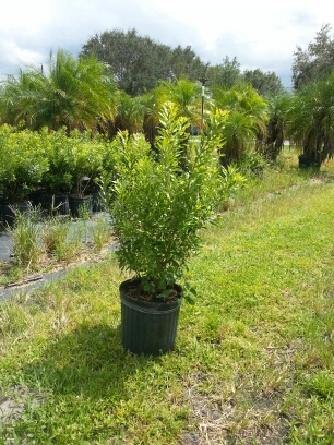 myrica-cerifera-southern-wax-myrtle-southern-bayberry-morella-cerifera