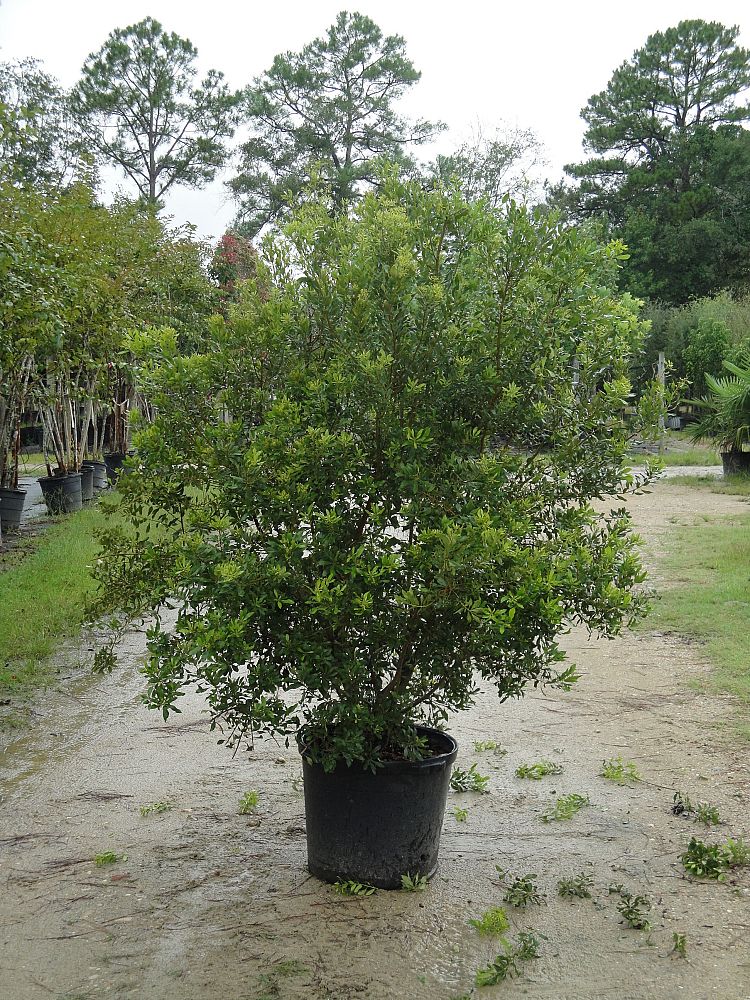 myrica-cerifera-southern-wax-myrtle-southern-bayberry-morella-cerifera