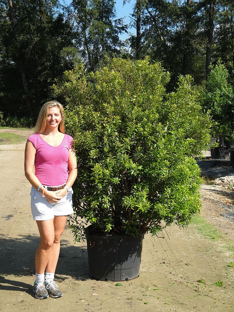 myrica-cerifera-southern-wax-myrtle-southern-bayberry-morella-cerifera
