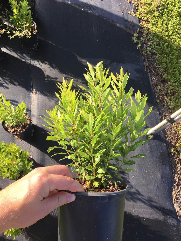 myrica-cerifera-southern-wax-myrtle-southern-bayberry-morella-cerifera