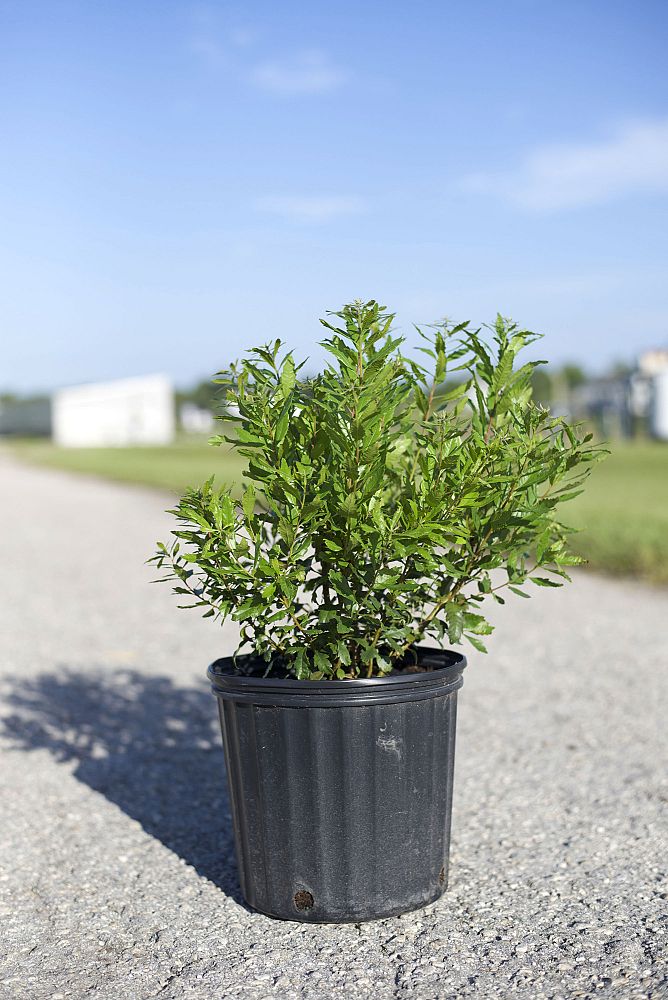 myrica-cerifera-southern-wax-myrtle-southern-bayberry-morella-cerifera