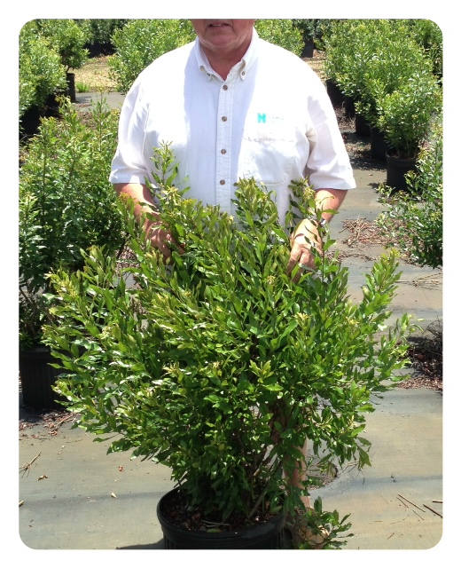 myrica-cerifera-southern-wax-myrtle-southern-bayberry-morella-cerifera