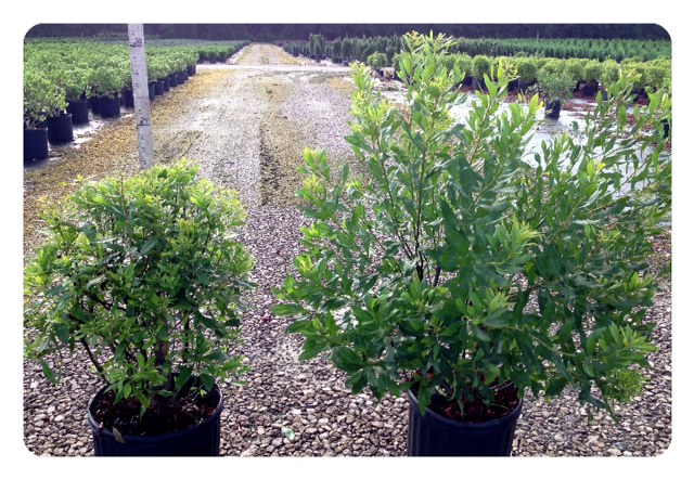 myrica-cerifera-southern-wax-myrtle-southern-bayberry-morella-cerifera