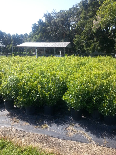 myrica-cerifera-southern-wax-myrtle-southern-bayberry-morella-cerifera