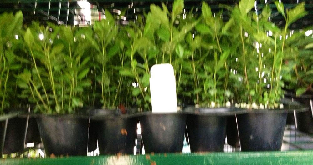 myrica-cerifera-southern-wax-myrtle-southern-bayberry-morella-cerifera