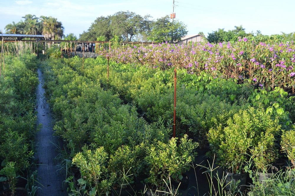 myrica-cerifera-southern-wax-myrtle-southern-bayberry-morella-cerifera