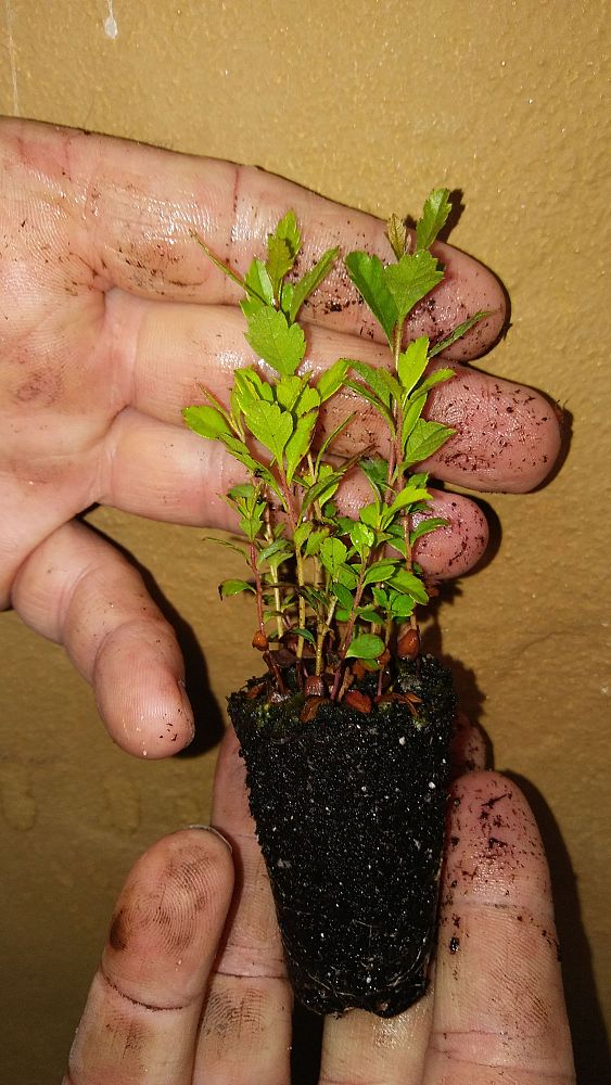 myrica-cerifera-southern-wax-myrtle-southern-bayberry-morella-cerifera